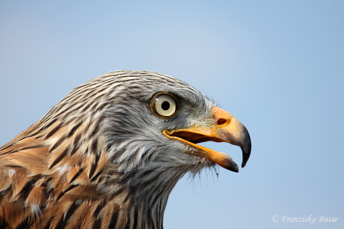 Red Kite VII