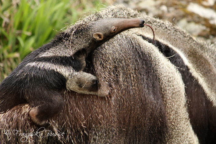 Baby anteater II