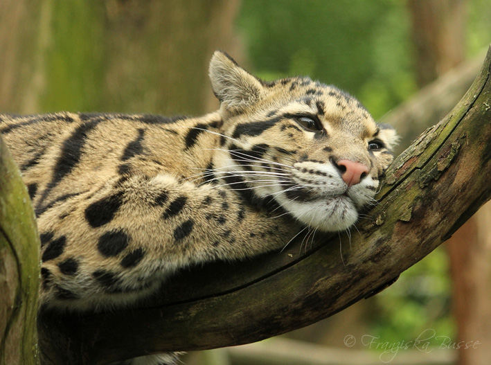 Clouded leopard