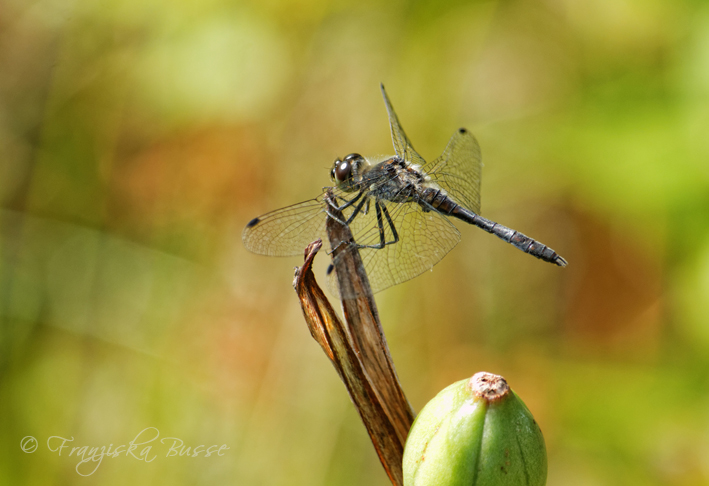 Black dragonfly