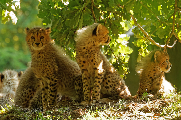 Cheetah cubs