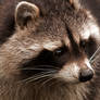 Racoon