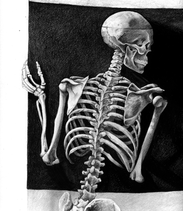 Skeleton