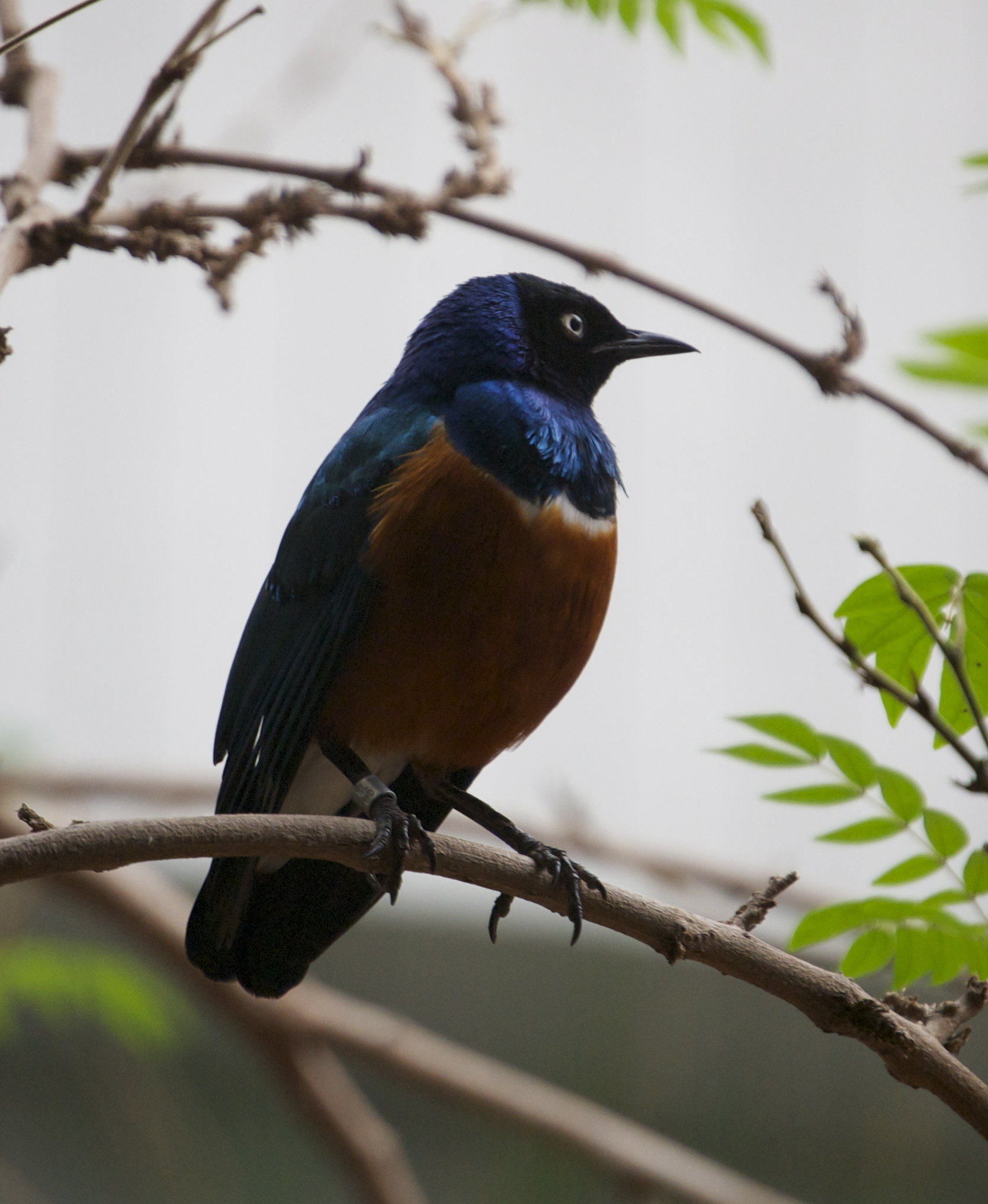 Superb Starling