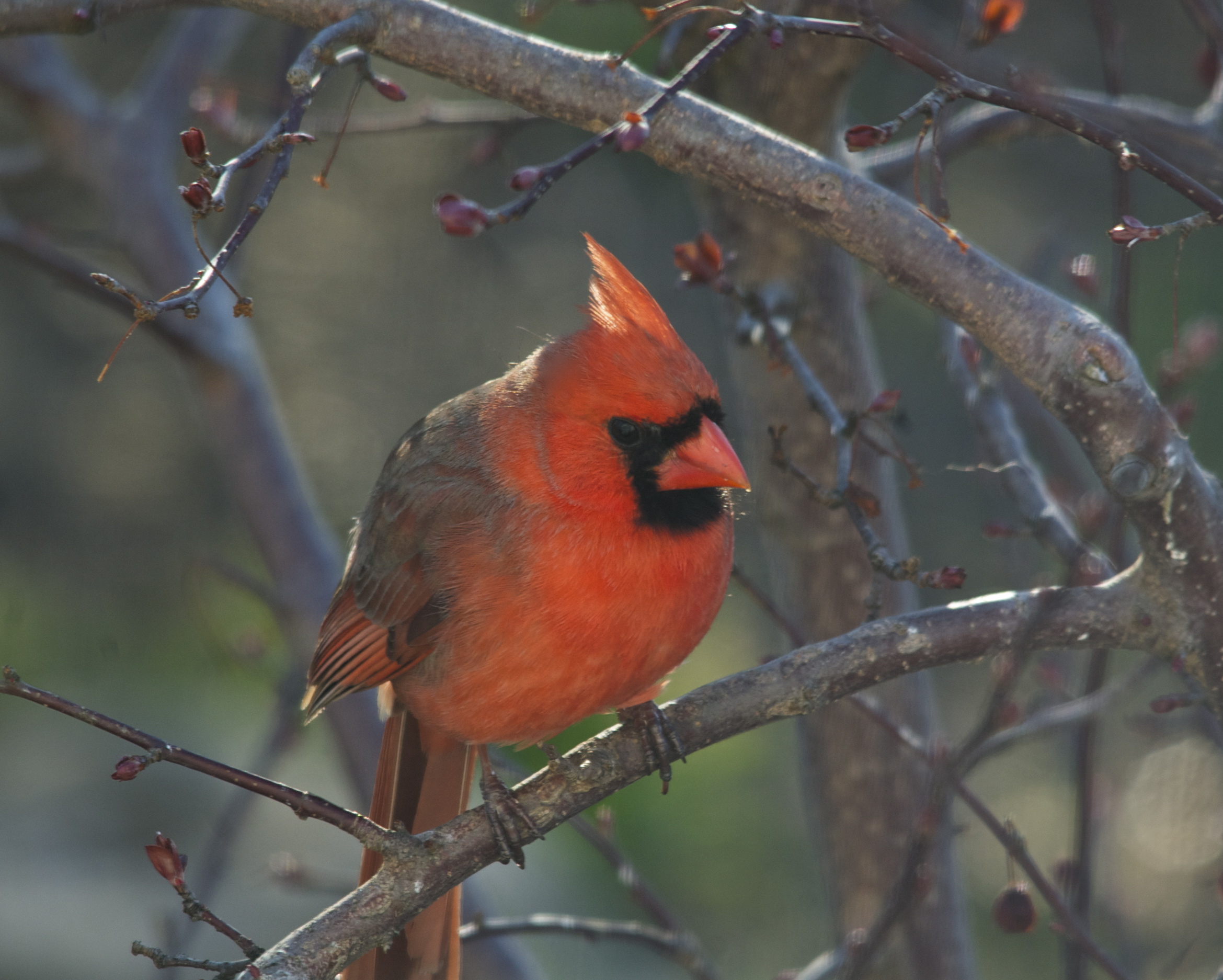 Cardinal in a crab apple tree