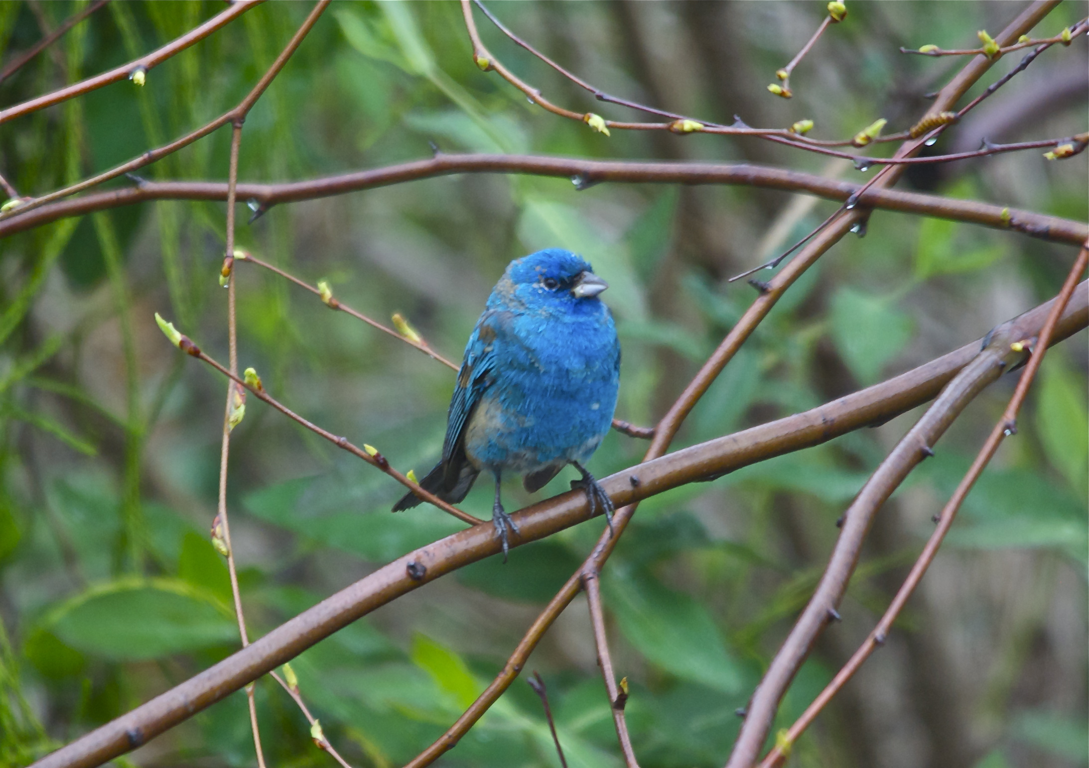 Blue feathers