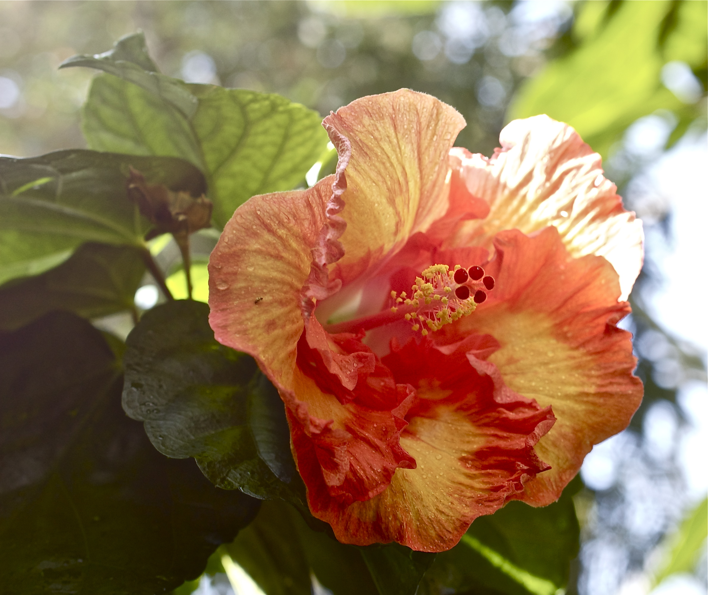 Red hibiscus