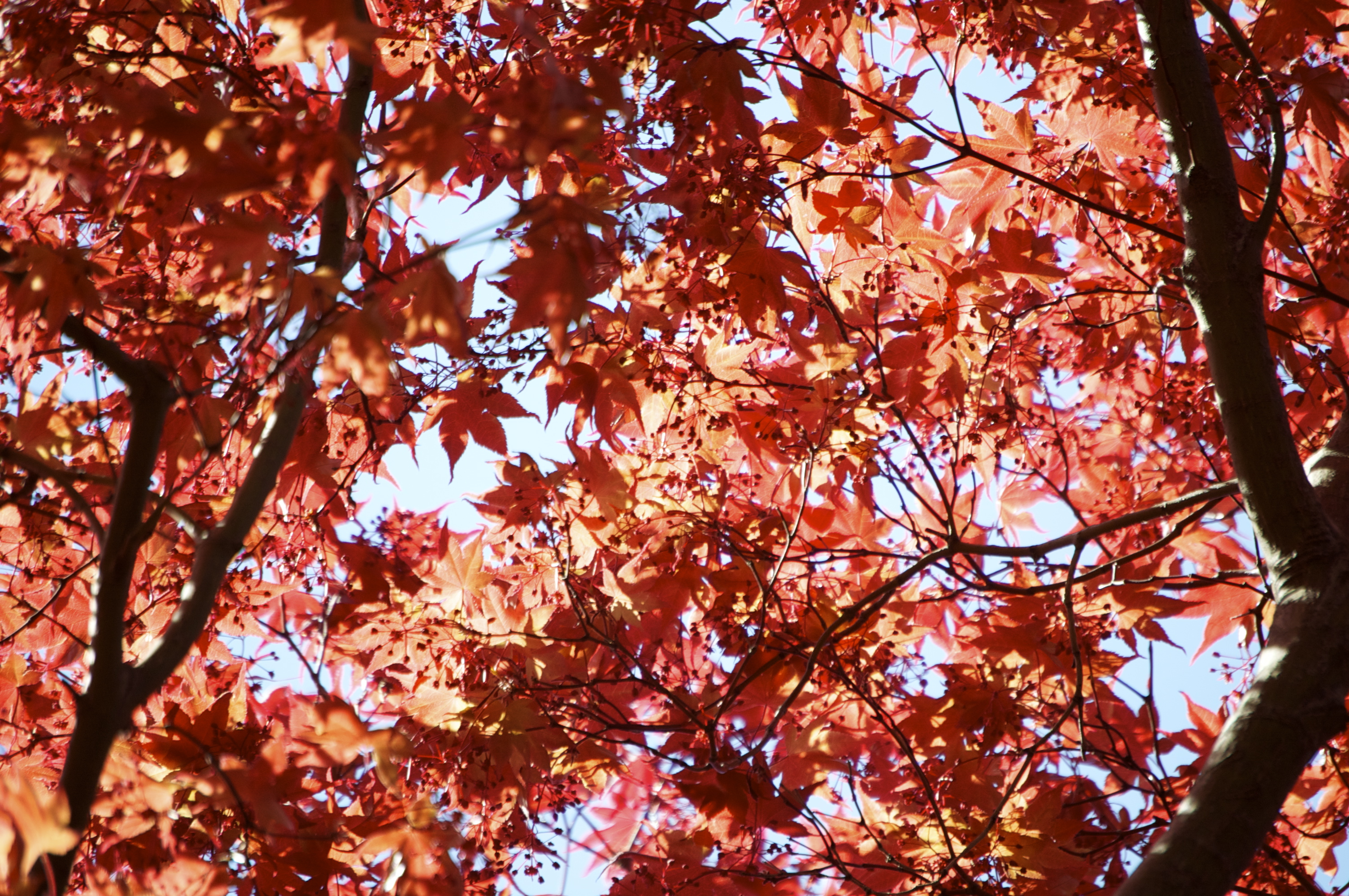 Red canopy