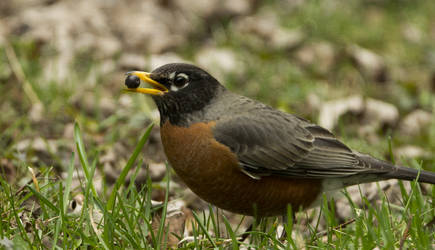 The Early Bird Gets The... Berry?