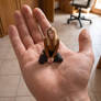 Tiny Vanessa