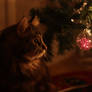 Christmas cat