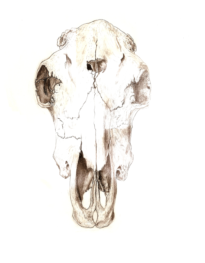 Skull