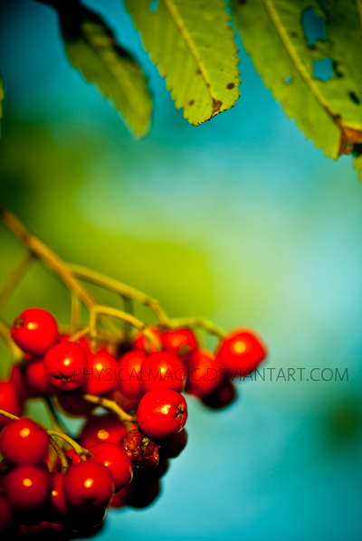 Red Berries.