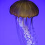 Jelly Fish