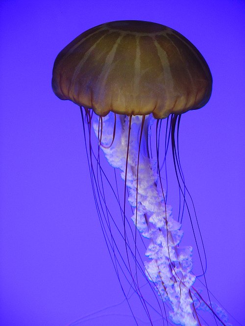 Jelly Fish