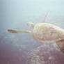 Sea Turtle, Oahu Hawaii