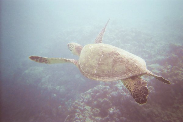 Sea Turtle, Oahu Hawaii