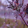 Purple Autumn