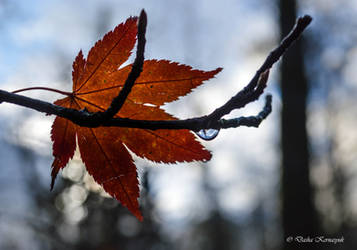 The signs of Autumn