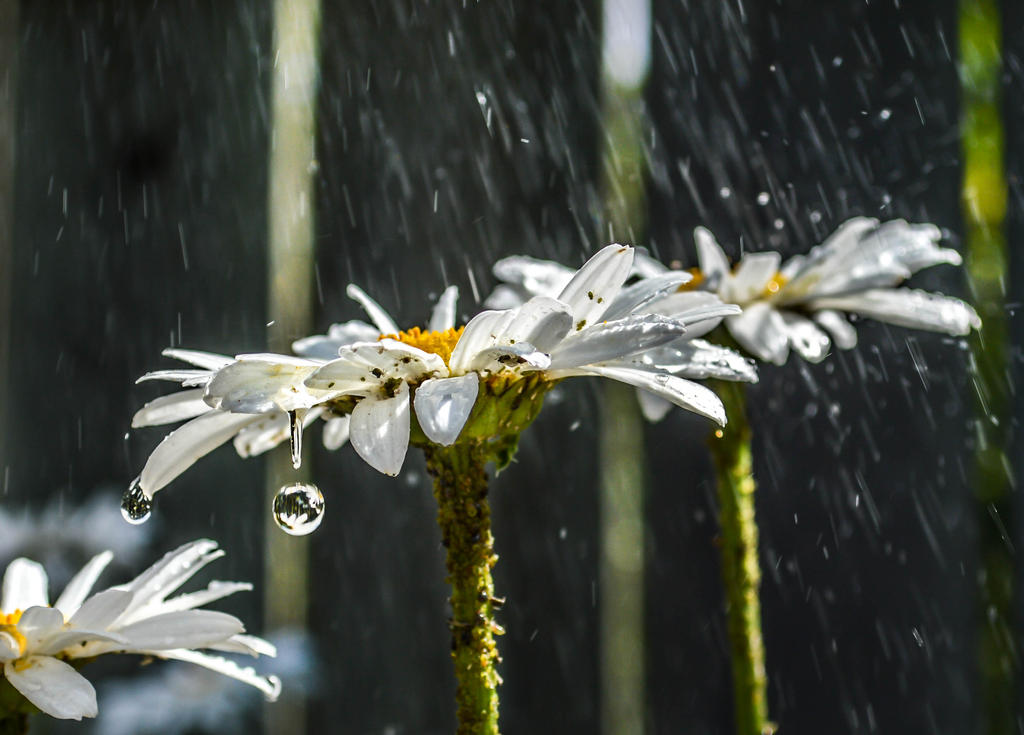 Summer Rain by dashakern