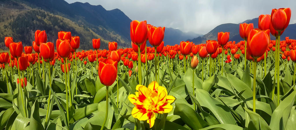 Sea of Tulips by dashakern