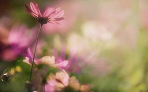 It is a time of romance by dashakern It is a time of romance by dashakern