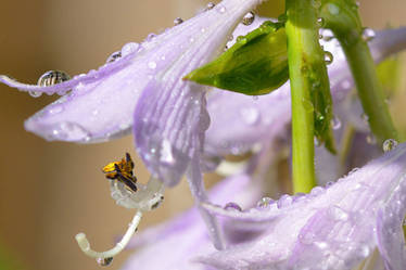 Summer of Lilac flowers