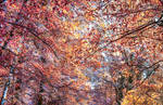 Autumn mosaic by dashakern