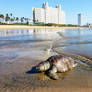 Mazatlan