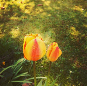 Red and yellow mixed Tulips