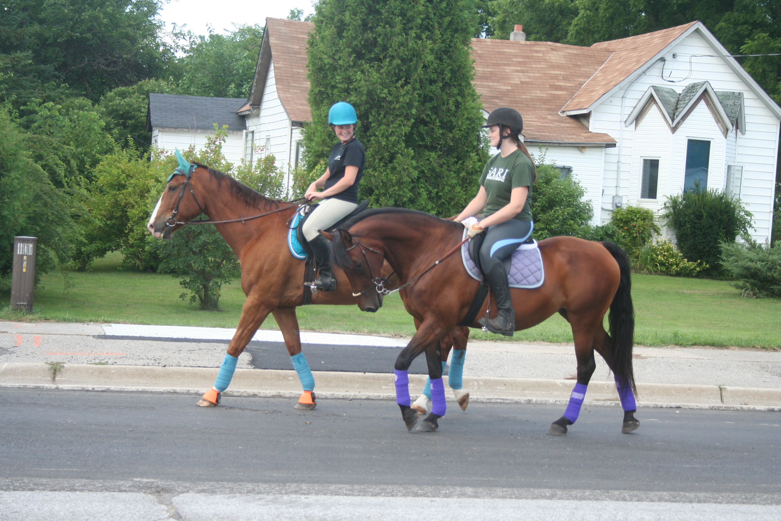 Parade Horse stock 9