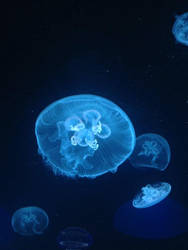 Blue Jellyfish