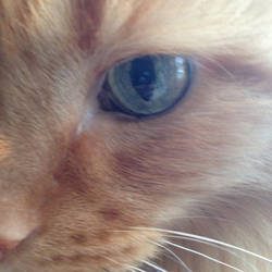 A Cat's Eye