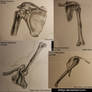 Shoulder Bone Study