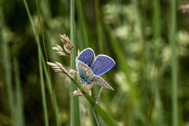 Polyommatus icarus