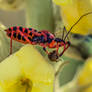 Rhinocoris iracundus and his pray 5