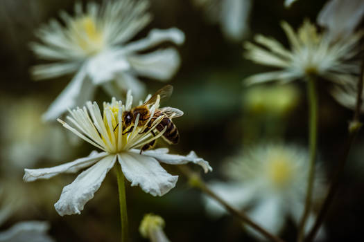 Traveller's Joy and honey bee