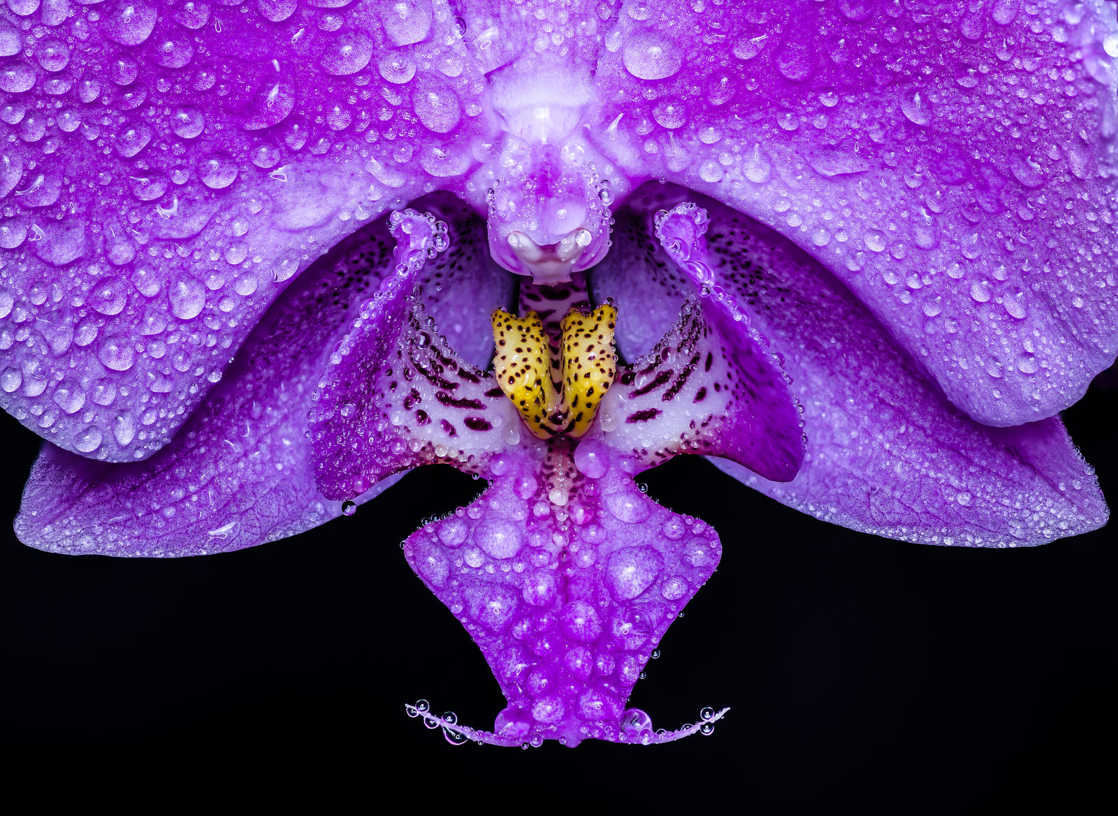 Orchidea and water drops