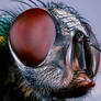 Green Bottle Fly head