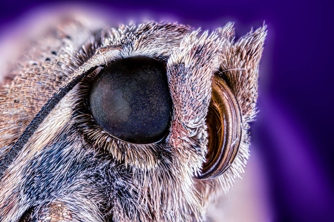 Moth head (Large yellow underwing, Noctua pronuba)