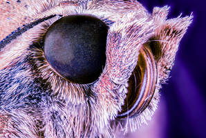 Moth head (Large yellow underwing, Noctua pronuba)