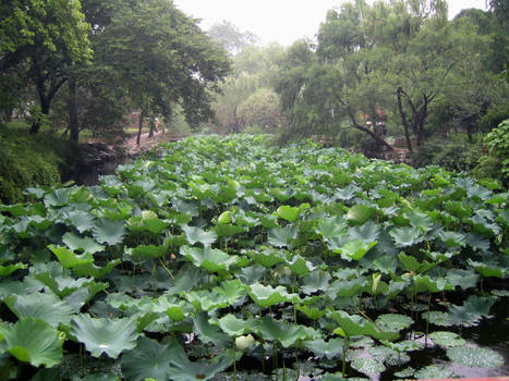 Lotus Field