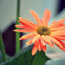 Orange Daisy