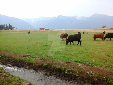 Cows and Barn