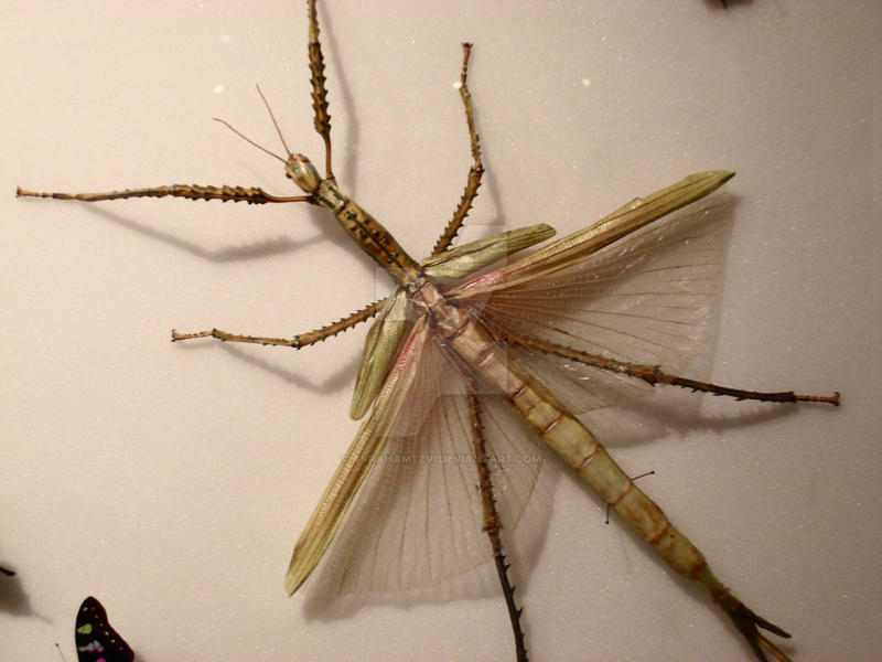 Walking Stick with wings by AvrahamTzvi on DeviantArt