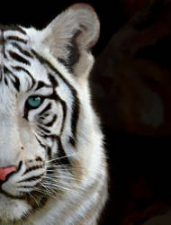 White tiger