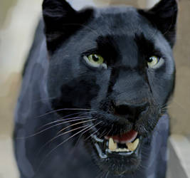 Panther