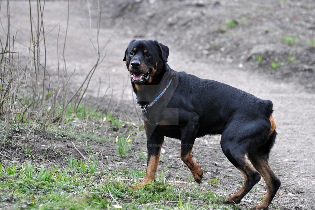 Poll Rotty Rotty by ImLookingForTime on DeviantArt
