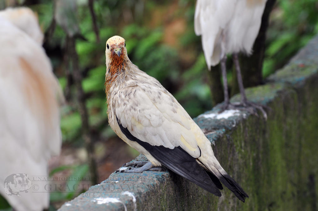 KL-Pied Imperial Pigeon II