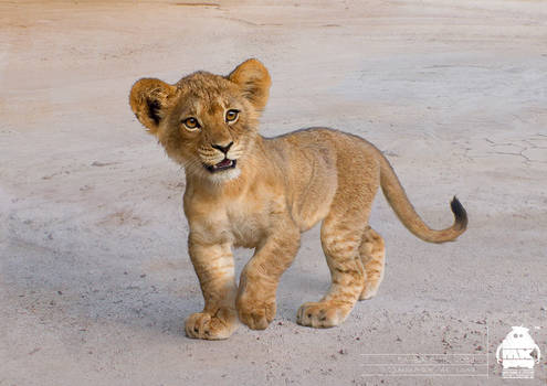 The Lion King: Simba Cub Character Design